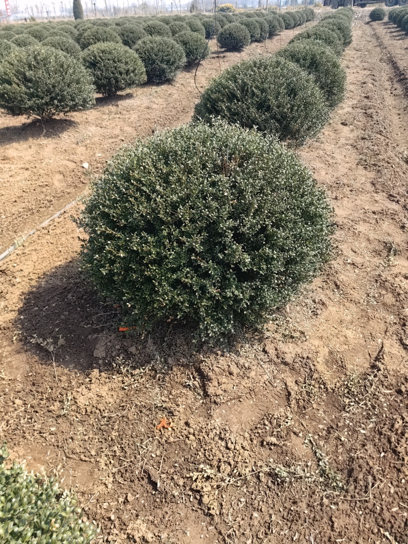 龟甲冬青球基地，色泽鲜艳，植株健壮，各种规格齐全