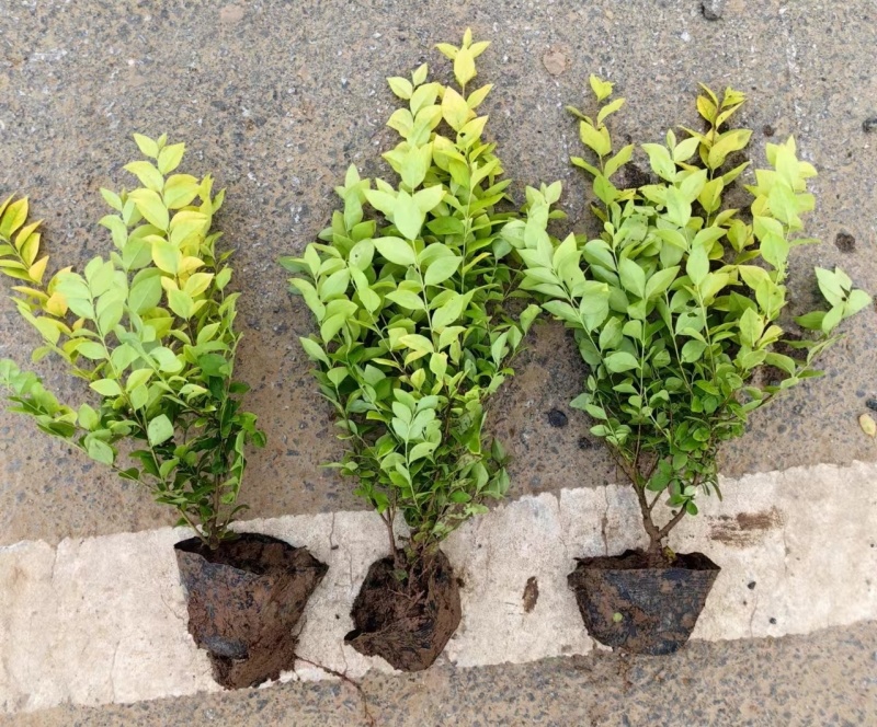 金森女贞基地，杯苗地苗，色泽鲜艳，植株健壮，各种规格齐全