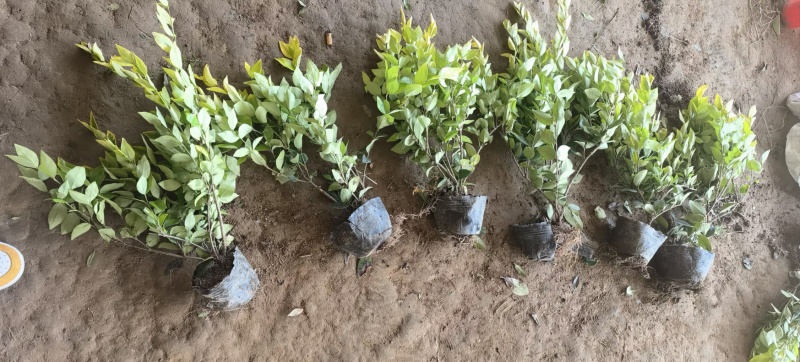 金森女贞基地，杯苗地苗，色泽鲜艳，植株健壮，各种规格齐全