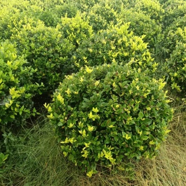 金森女贞球基地，色泽鲜艳，植株健壮，各种规格齐全