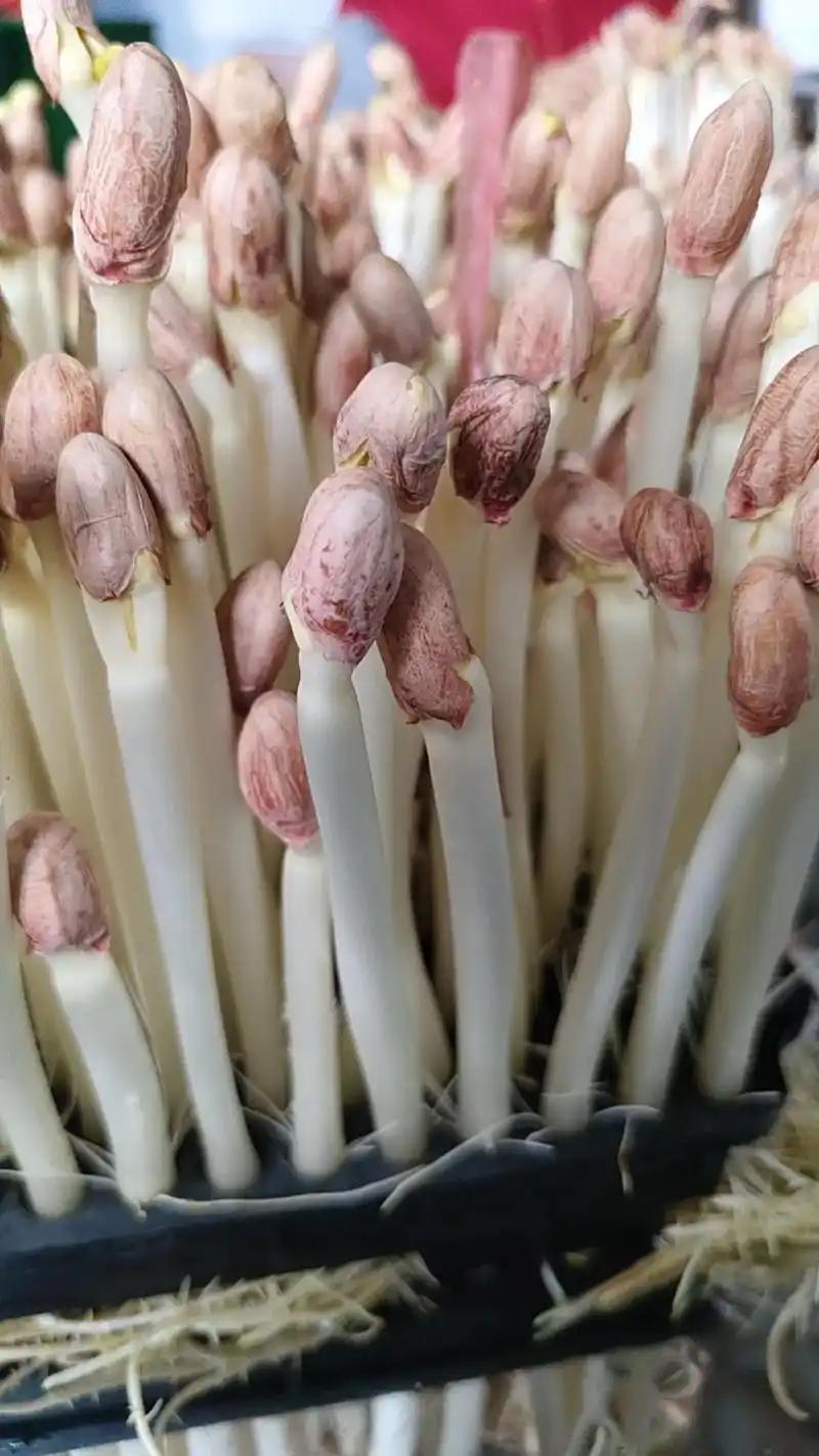 【牛商推荐】水培精品花生芽质量保证可对接全国市场