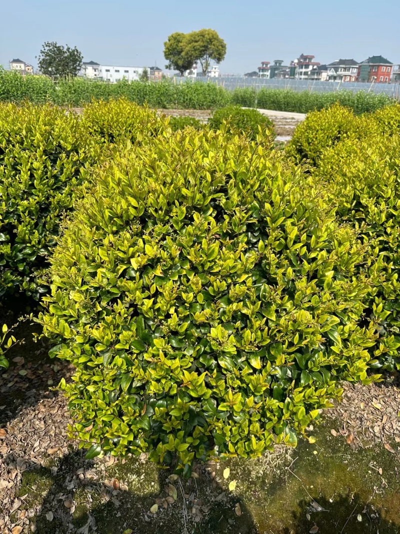 金森女贞球基地，色泽鲜艳，植株健壮，各种规格齐全