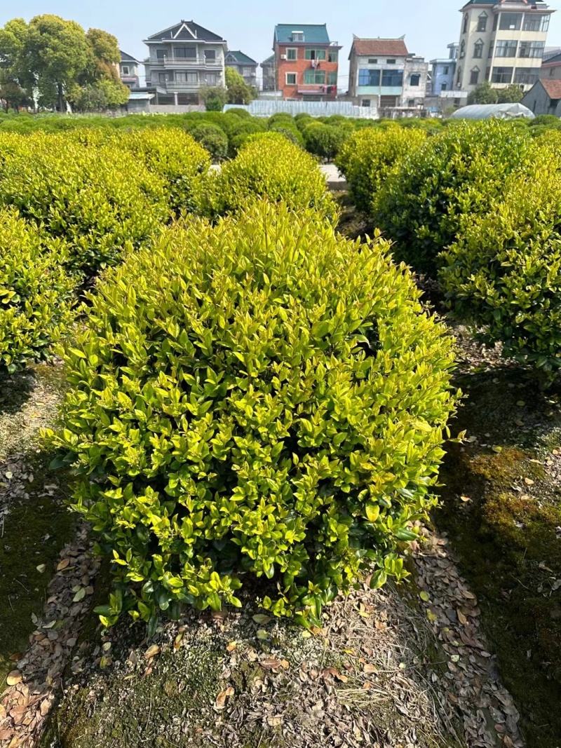 金森女贞球基地，色泽鲜艳，植株健壮，各种规格齐全