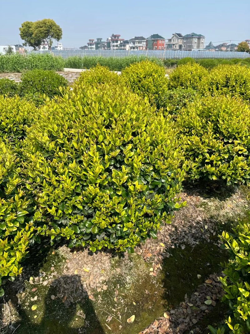 金森女贞球基地，色泽鲜艳，植株健壮，各种规格齐全