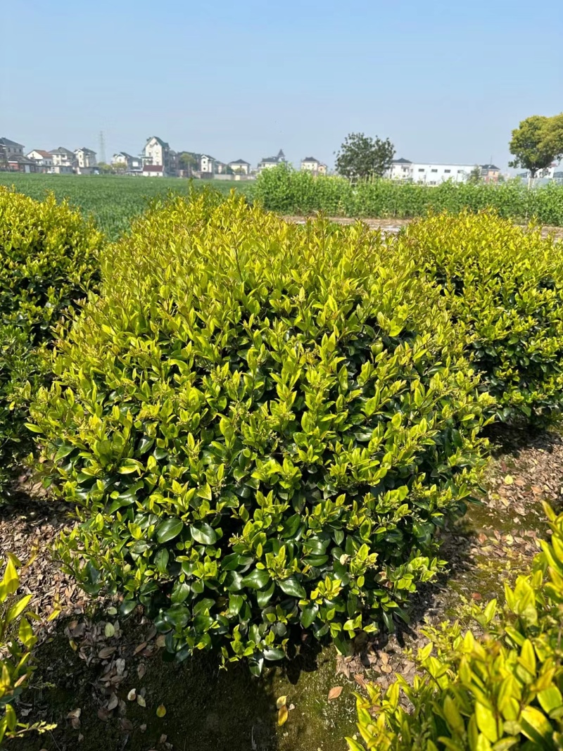 金森女贞球基地，色泽鲜艳，植株健壮，各种规格齐全
