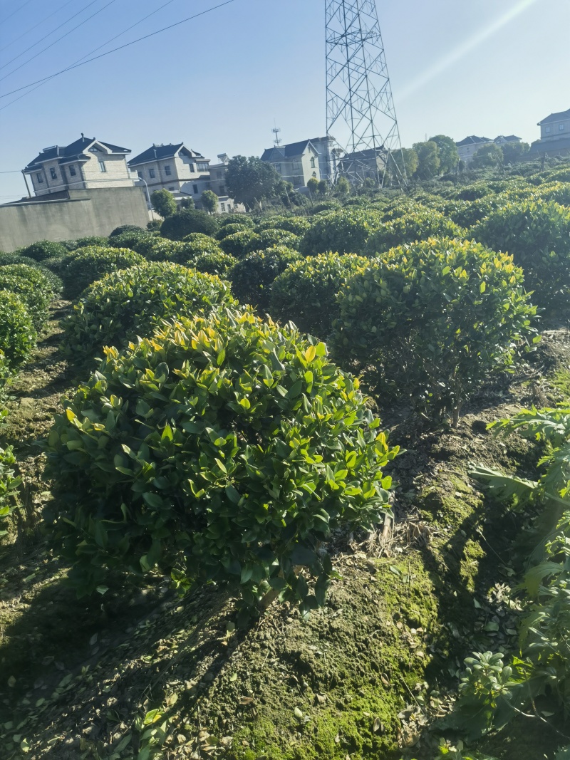 金森女贞球基地，色泽鲜艳，植株健壮，各种规格齐全