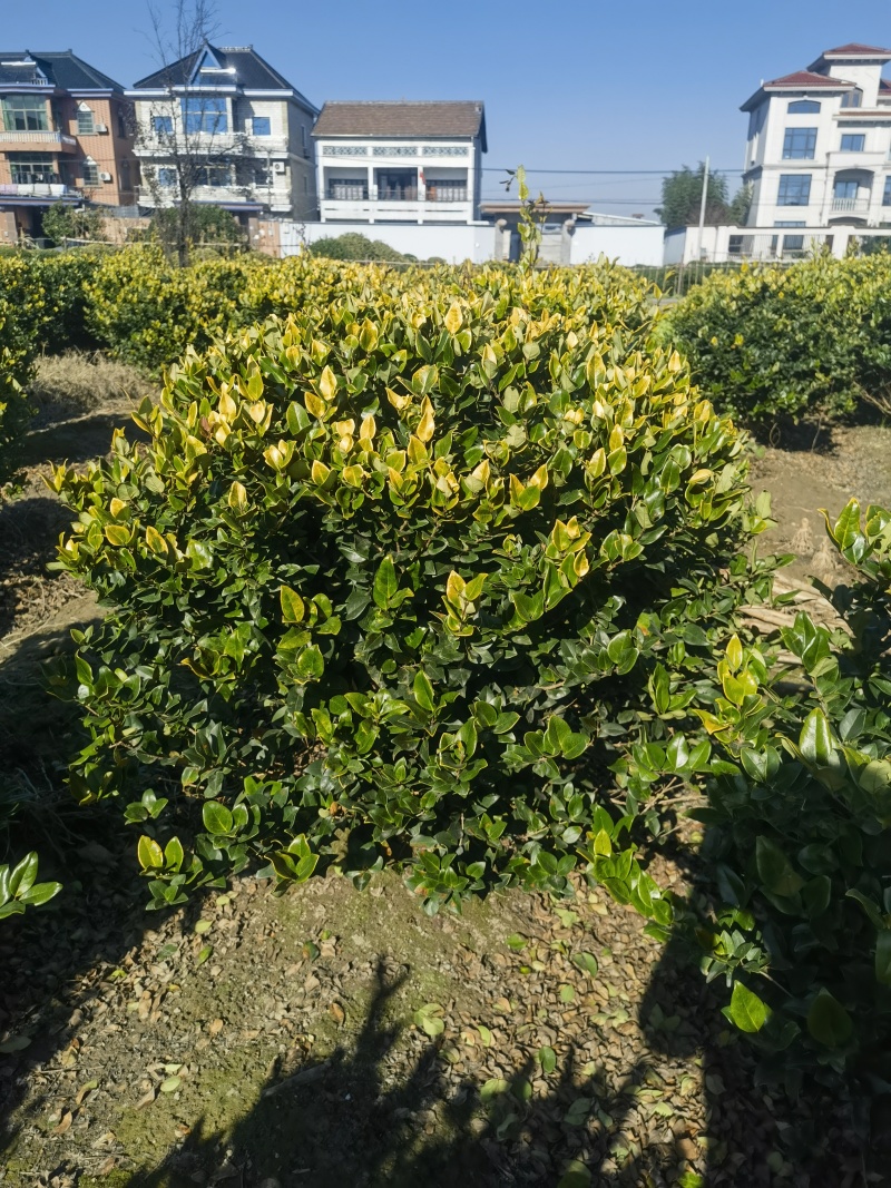 金森女贞球基地，色泽鲜艳，植株健壮，各种规格齐全