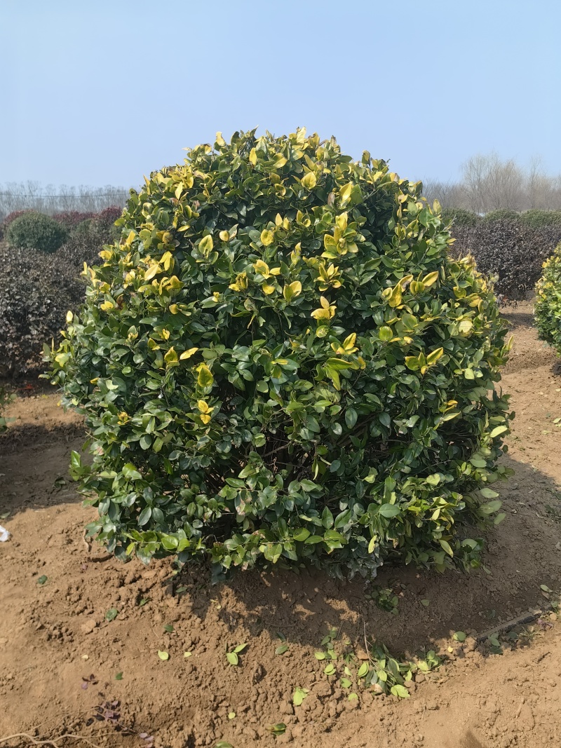 金森女贞球基地，色泽鲜艳，植株健壮，各种规格齐全