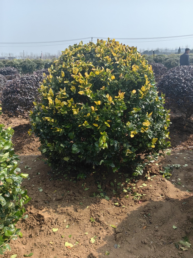 金森女贞球基地，色泽鲜艳，植株健壮，各种规格齐全