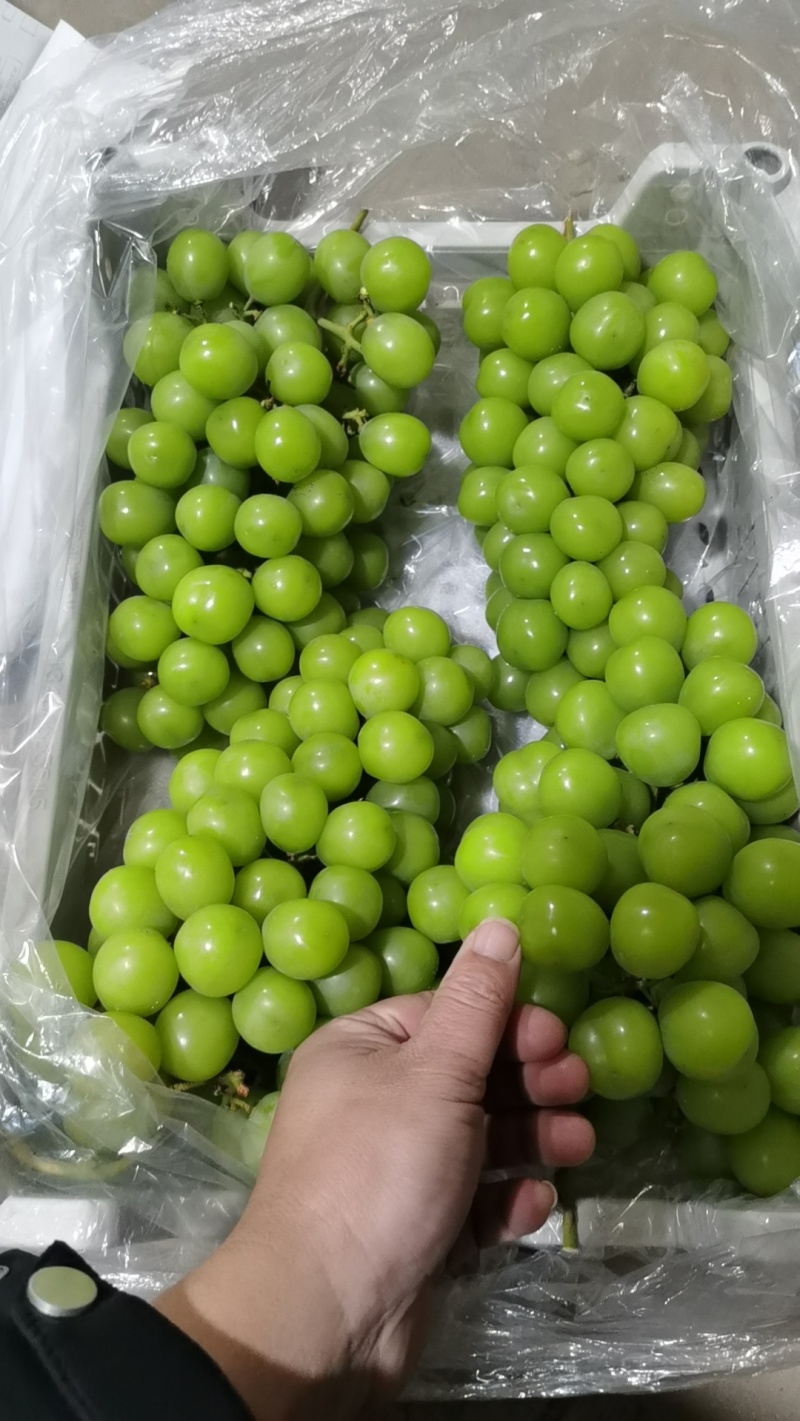 东北巨峰葡萄精品白盒礼盒大量现货价格美丽欢迎合作共赢
