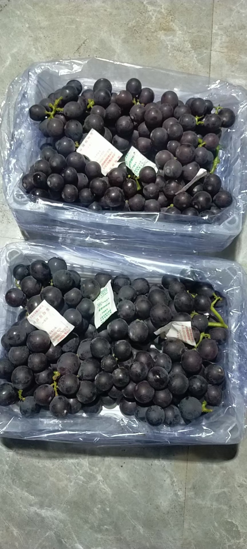 东北巨峰葡萄精品白盒礼盒大量现货价格美丽欢迎合作共赢