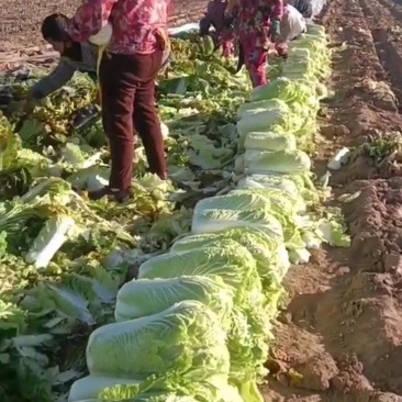 大量出售白菜，津绿60和三号品种