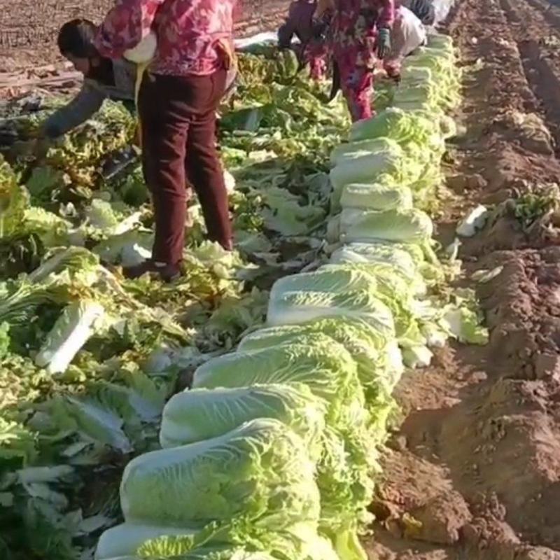大量出售白菜，津绿60和三号品种