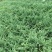 铺地柏基地，杯苗地苗，色泽鲜艳，植株健壮，各种规格齐全