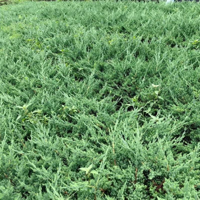 铺地柏基地，杯苗地苗，色泽鲜艳，植株健壮，各种规格齐全