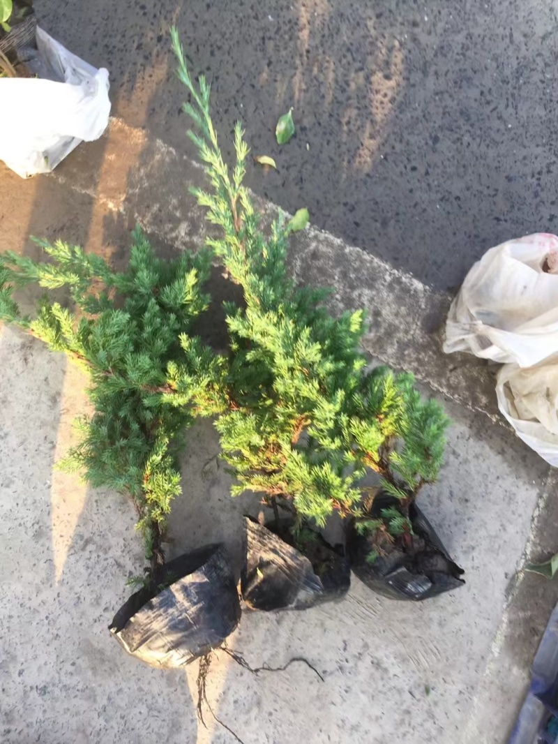 铺地柏基地，杯苗地苗，色泽鲜艳，植株健壮，各种规格齐全