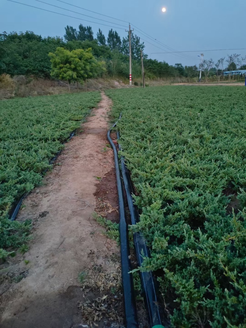 铺地柏基地，杯苗地苗，色泽鲜艳，植株健壮，各种规格齐全