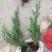 铺地柏基地，杯苗地苗，色泽鲜艳，植株健壮，各种规格齐全