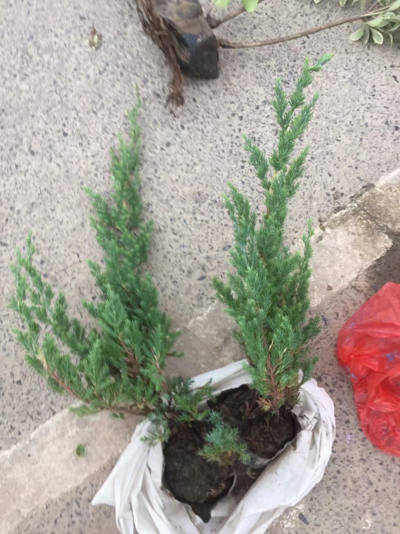 铺地柏基地，杯苗地苗，色泽鲜艳，植株健壮，各种规格齐全