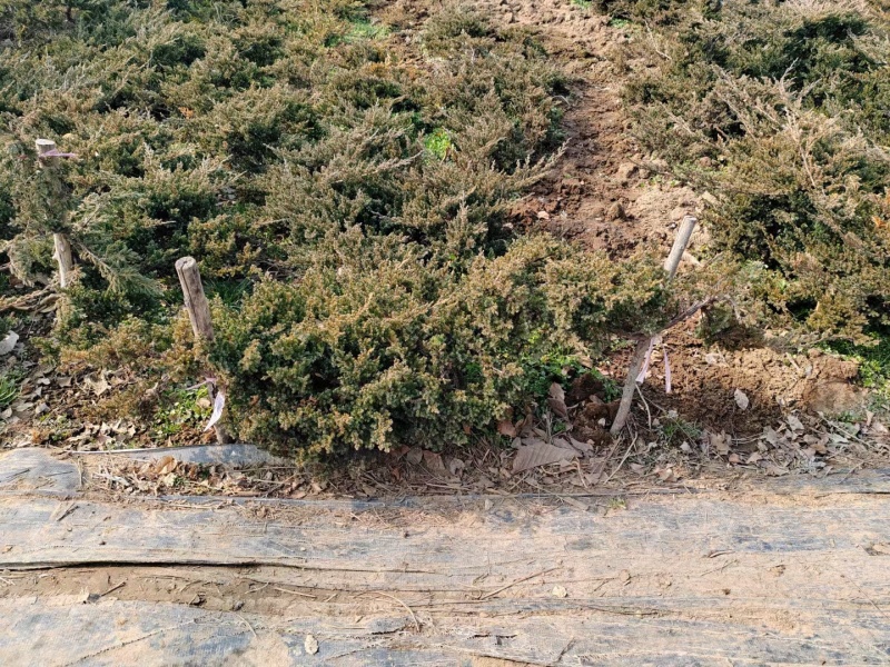 铺地柏基地，杯苗地苗，色泽鲜艳，植株健壮，各种规格齐全