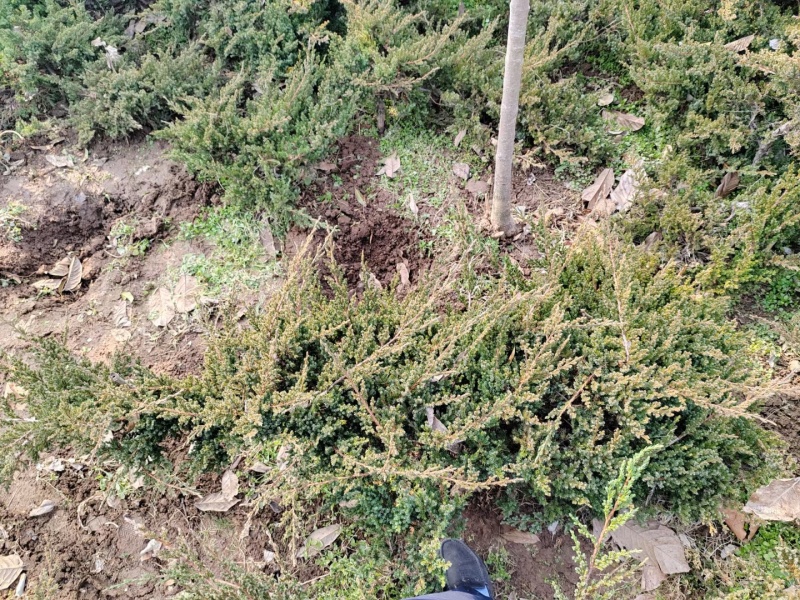 铺地柏基地，杯苗地苗，色泽鲜艳，植株健壮，各种规格齐全