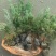 铺地柏基地，杯苗地苗，色泽鲜艳，植株健壮，各种规格齐全