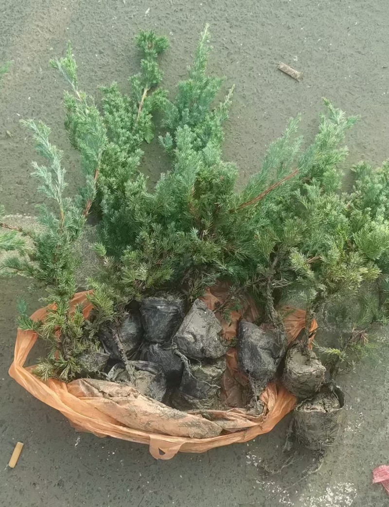 铺地柏基地，杯苗地苗，色泽鲜艳，植株健壮，各种规格齐全