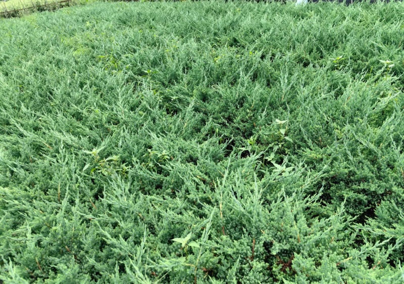铺地柏基地，杯苗地苗，色泽鲜艳，植株健壮，各种规格齐全