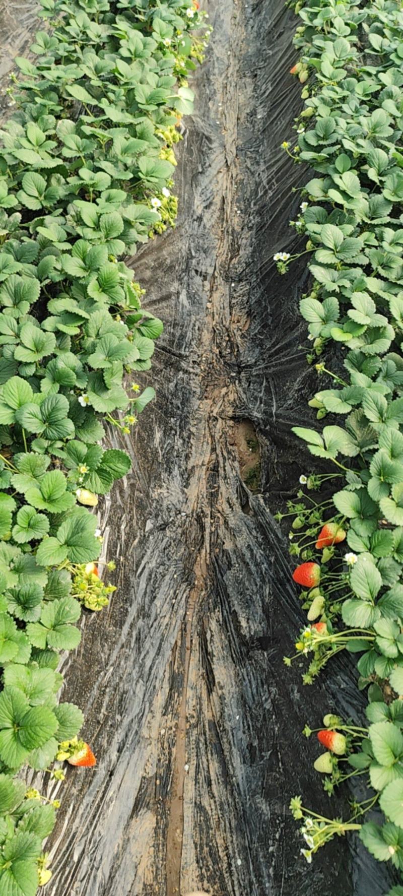 (章姬）奶油草莓（天仙醉草莓）
