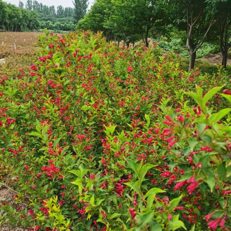 红王子锦基地，杯苗地苗，色泽鲜艳，植株健壮，各种规格齐全