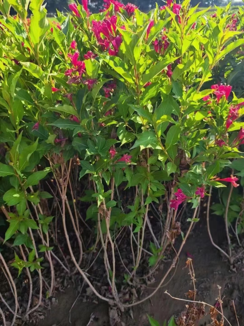 红王子锦基地，杯苗地苗，色泽鲜艳，植株健壮，各种规格齐全