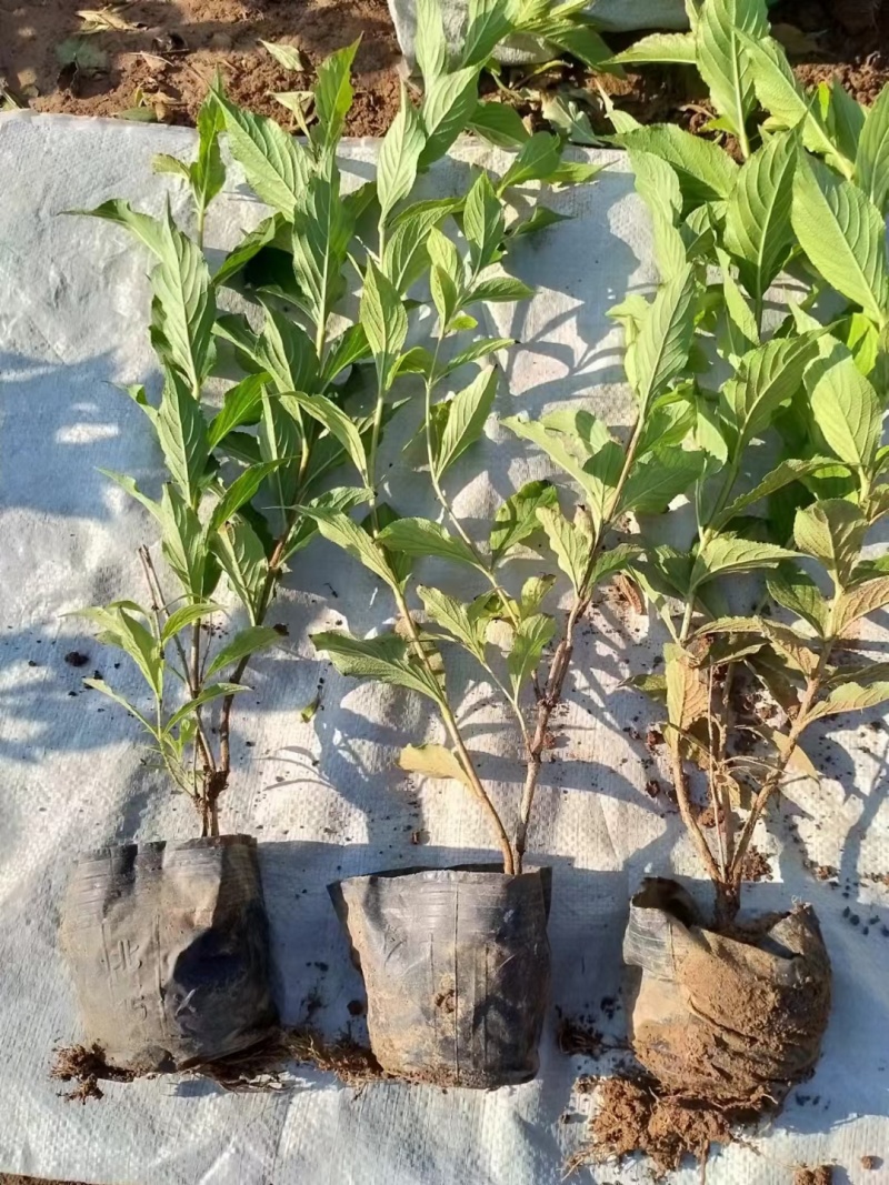 红王子锦基地，杯苗地苗，色泽鲜艳，植株健壮，各种规格齐全