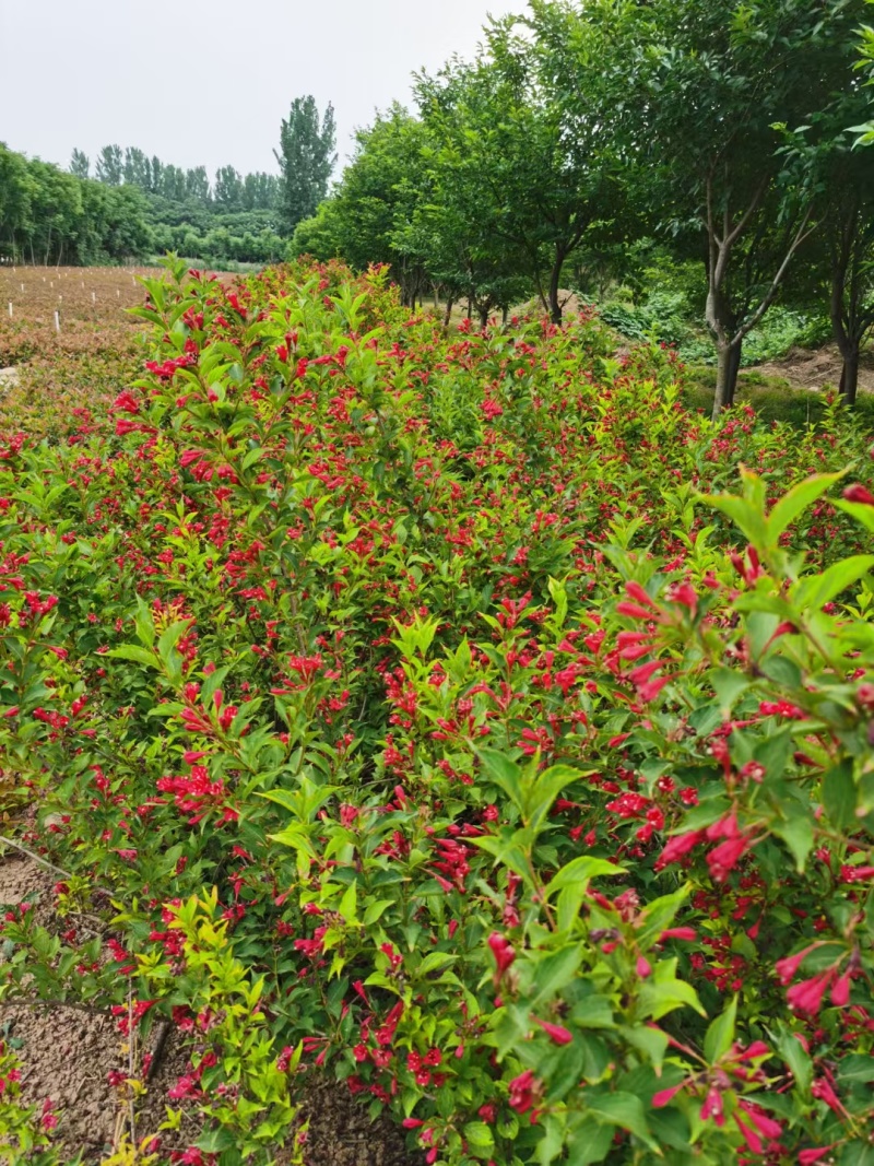 红王子锦基地，杯苗地苗，色泽鲜艳，植株健壮，各种规格齐全