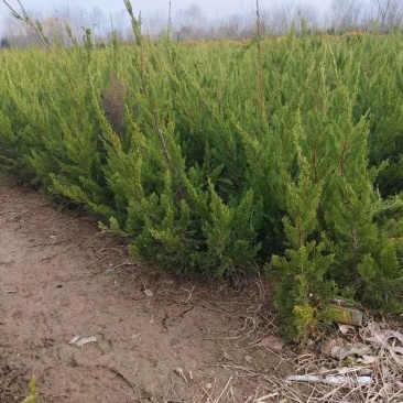 龙柏基地，杯苗地苗，色泽鲜艳，植株健壮，各种规格齐全