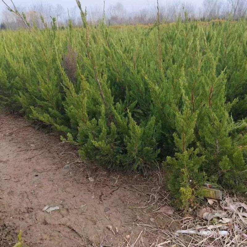 龙柏基地，杯苗地苗，色泽鲜艳，植株健壮，各种规格齐全