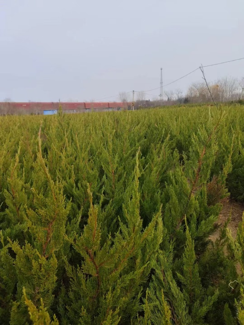 龙柏基地，杯苗地苗，色泽鲜艳，植株健壮，各种规格齐全