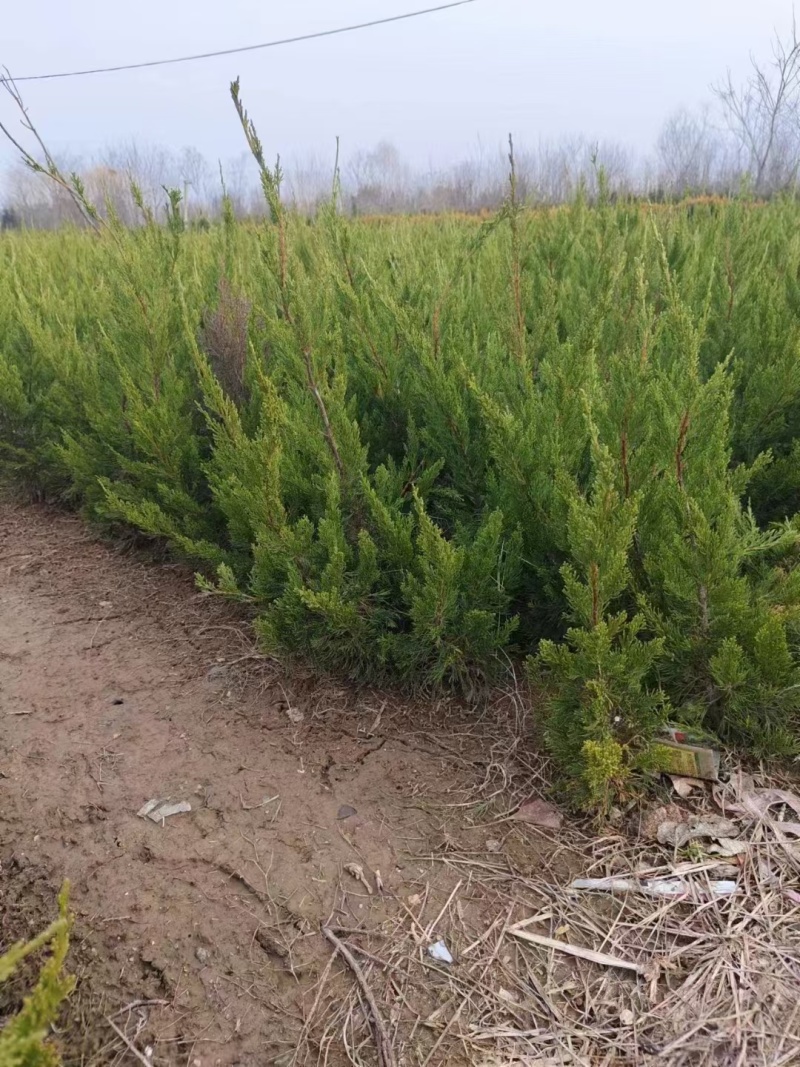 龙柏基地，杯苗地苗，色泽鲜艳，植株健壮，各种规格齐全