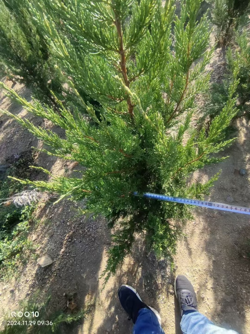 龙柏基地，杯苗地苗，色泽鲜艳，植株健壮，各种规格齐全