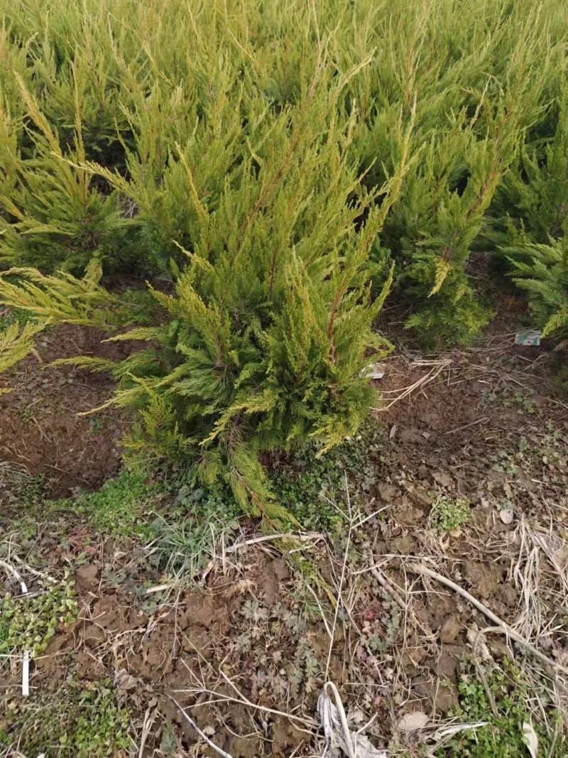 龙柏基地，杯苗地苗，色泽鲜艳，植株健壮，各种规格齐全