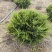 龙柏基地，杯苗地苗，色泽鲜艳，植株健壮，各种规格齐全