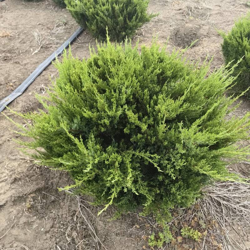 龙柏基地，杯苗地苗，色泽鲜艳，植株健壮，各种规格齐全