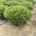 龙柏基地，杯苗地苗，色泽鲜艳，植株健壮，各种规格齐全