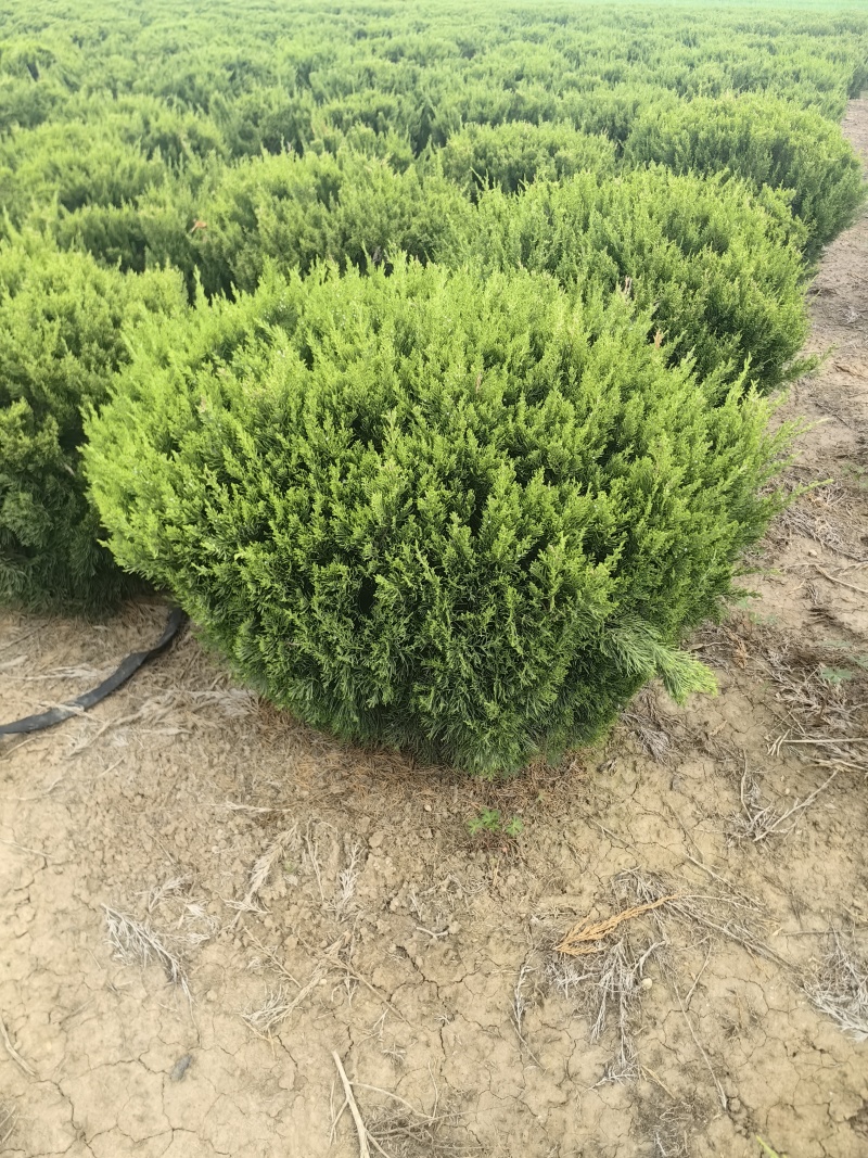 龙柏基地，杯苗地苗，色泽鲜艳，植株健壮，各种规格齐全