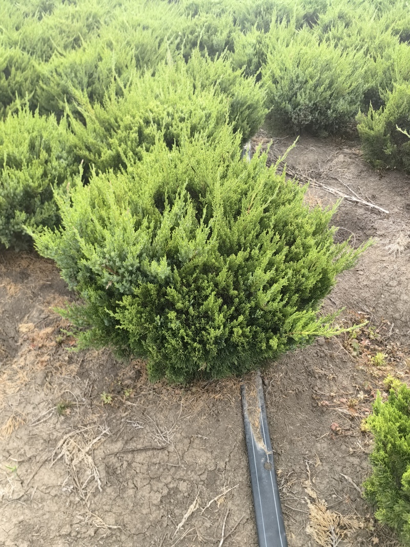 龙柏基地，杯苗地苗，色泽鲜艳，植株健壮，各种规格齐全