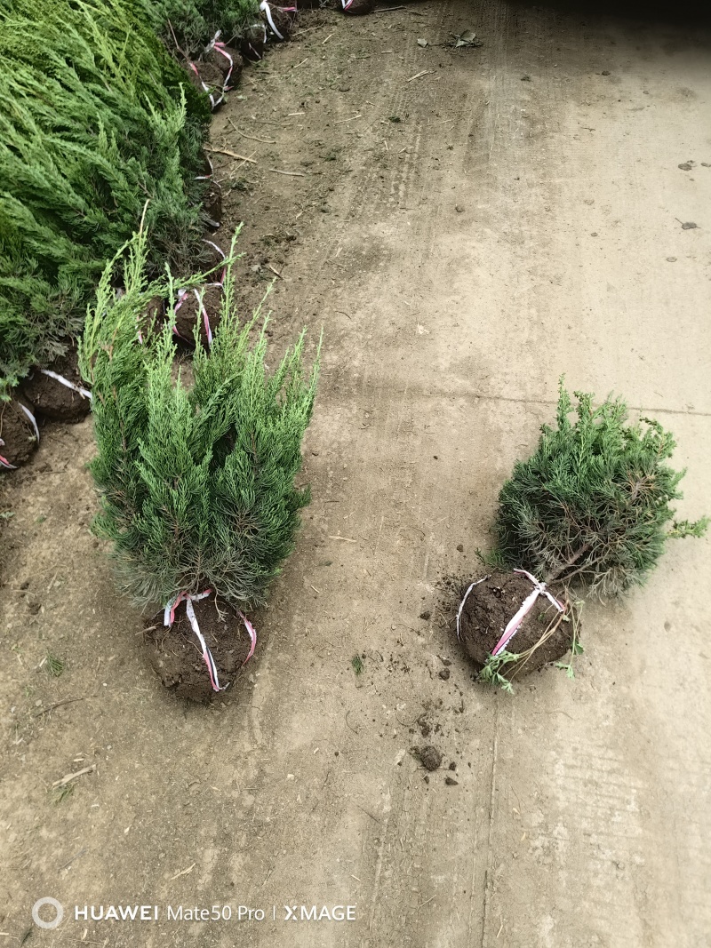 龙柏基地，杯苗地苗，色泽鲜艳，植株健壮，各种规格齐全