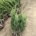 龙柏基地，杯苗地苗，色泽鲜艳，植株健壮，各种规格齐全