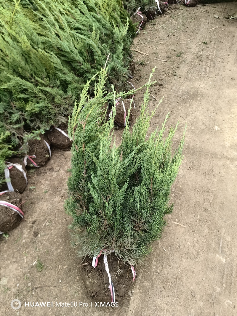 龙柏基地，杯苗地苗，色泽鲜艳，植株健壮，各种规格齐全