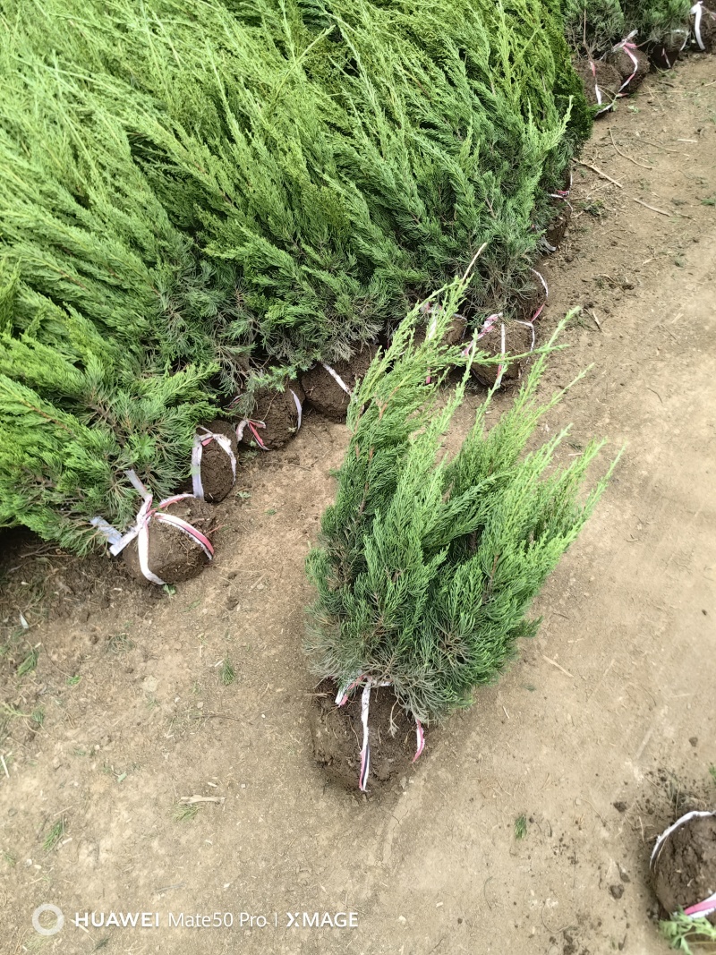 龙柏基地，杯苗地苗，色泽鲜艳，植株健壮，各种规格齐全