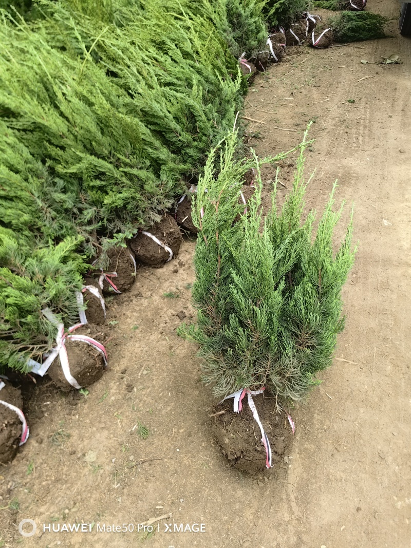 龙柏基地，杯苗地苗，色泽鲜艳，植株健壮，各种规格齐全