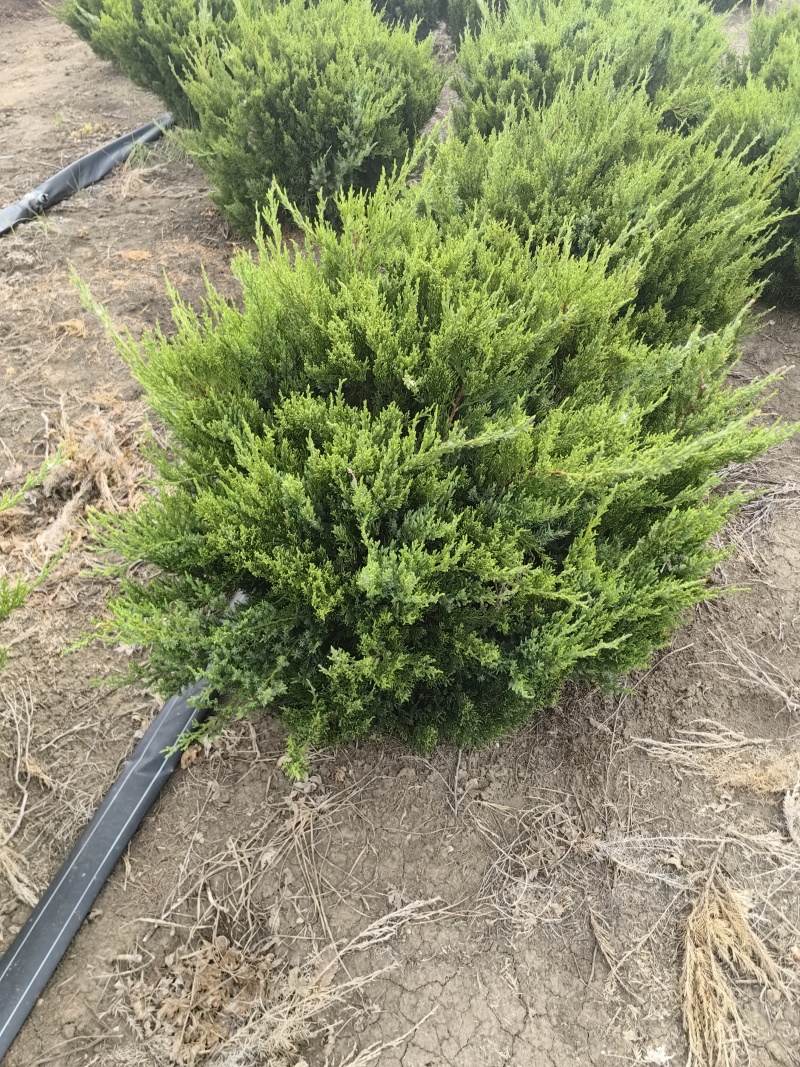 龙柏基地，杯苗地苗，色泽鲜艳，植株健壮，各种规格齐全